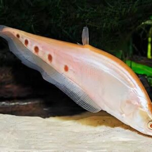 Chitala Ornata Gold - Clown Kniefefish