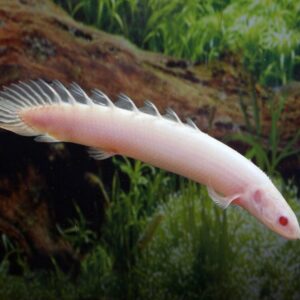 Polypterus Senegalus Albino