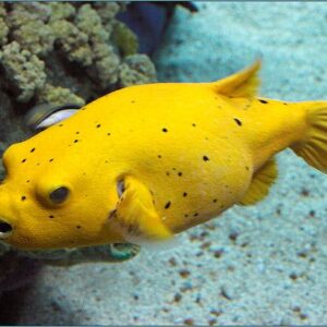 Arothron Citrinellus