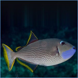 Xanthichthys Auromarginatus - Blue Throat Triggerfish (Male)