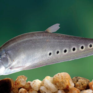 Chitala Ornata - Clown Kniefefish
