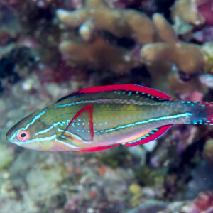 Cirrhilabrus Exquisitus