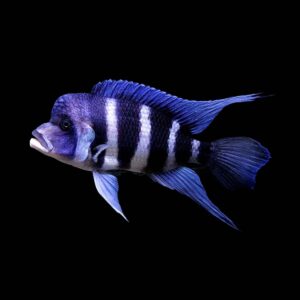 Cyphotilapia Frontosa Burundi