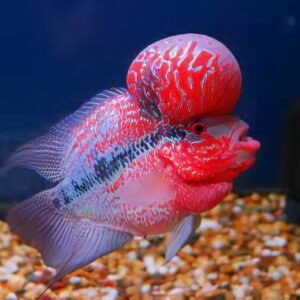 Flowerhorn Red Dragon - Gradul A