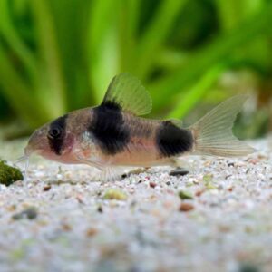 Corydoras Weitzmani