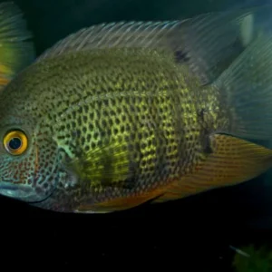 Heros Severum Wild