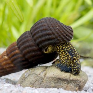 Tylomelania Patriarchalis