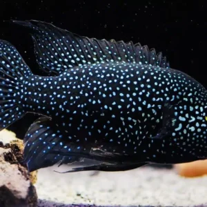 Paratilapia Polleni