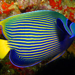 Pomacanthus Imperator Adult