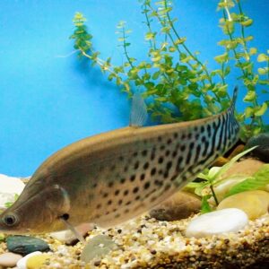 Chitala blanci - Royal knifefish 25 CM