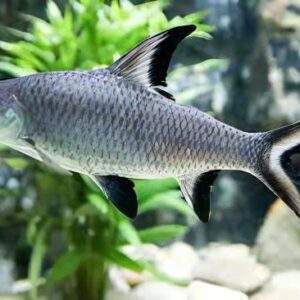 Balantiocheilos Melanopterus (Silver Shark)