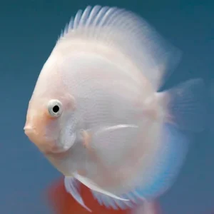 Discus Snow White