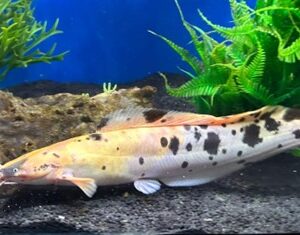 Clarias Batracus Marbel XXL