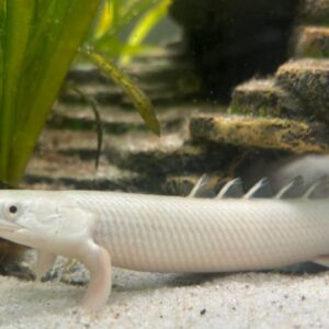 Polypterus Senegalus