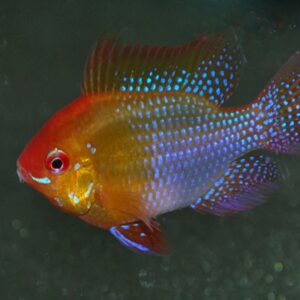 Mikrogeophagus Ramirezi Gold