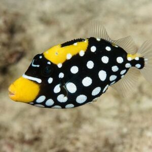 Balistoides Conspicillum M