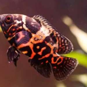 Astronotus Ocellatus Red Tiger - XL