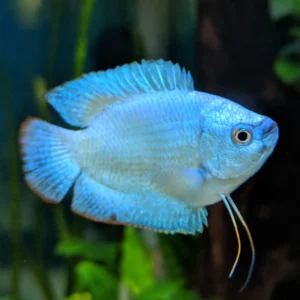 Colisa Lalia Blue Cobalt Male