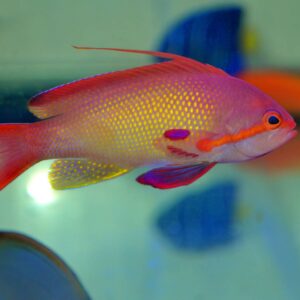 Pseudanthias Squamipinnis (Male)