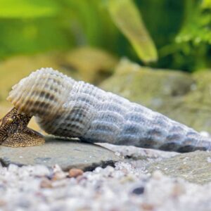 Tylomelania Marwotoae