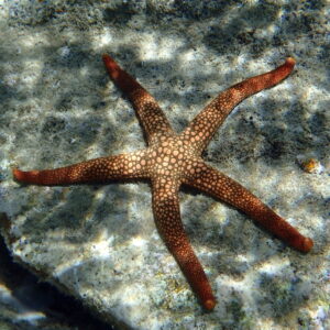 Nardoa Novaecaledoniae