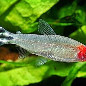 Hemigrammus Rhodostomus