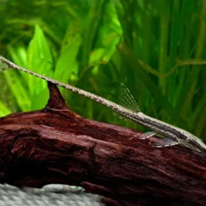Farlowella Acus