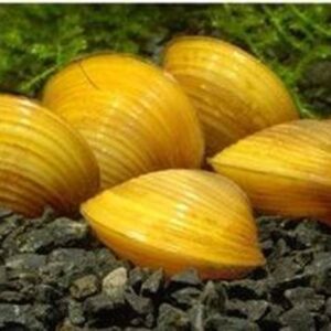 Corbicula Javanicus Yellow