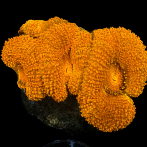 Acanthastrea Lordhowensis Red - WYSIWYG - #19