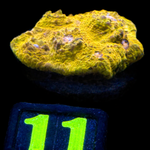 Chalice Sp Orange - WYSIWYG - #11