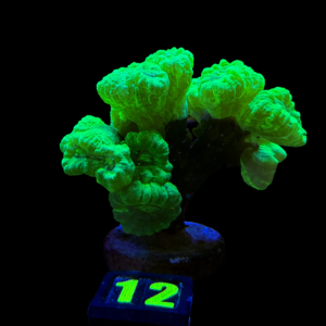 Caulastrea Furcata Sp Electric Green (15 heads) - WYSIWYG - #12