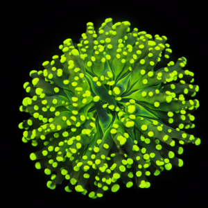 Euphyllia Yaeyamaensis Yellow (1 head) - WYSIWYG - #17