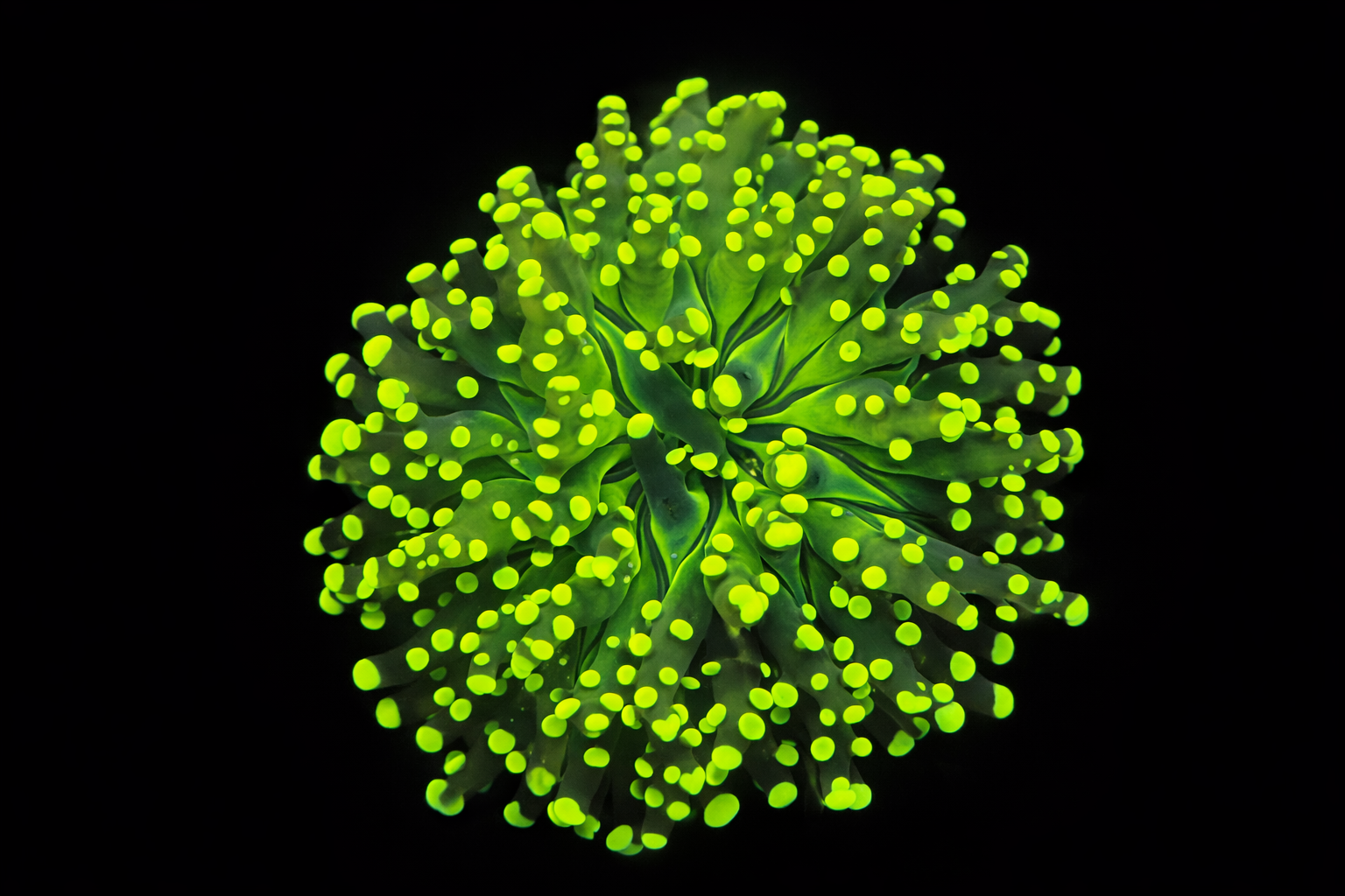 Euphyllia Yaeyamaensis Yellow (1 head) - WYSIWYG - #17