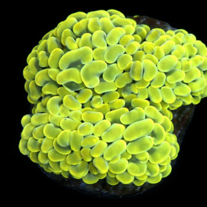 Euphyllia Paraancora Gold Hammer (3 heads) - WYSIWYG - #16