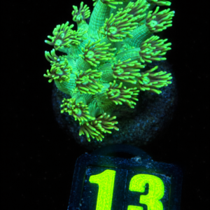 Goniopora Lobata Green - WYSIWYG - #13