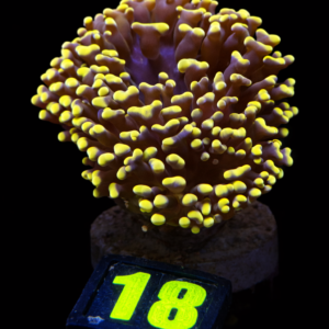 Euphyllia Ancora Gold - WYSIWYG - #18