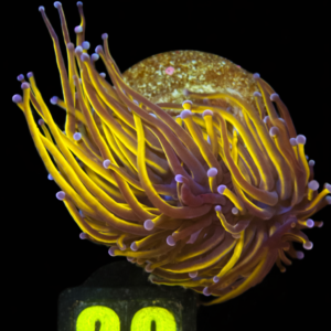 Euphyllia Glabrences Torch 24 K (2 heads) - WYSIWYG - #20