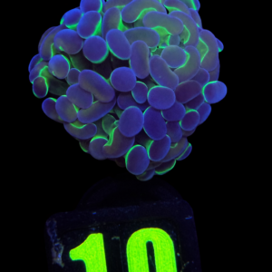 Euphyllia Paraancora Hammer Hologram (1 head) - WYSIWYG - #10