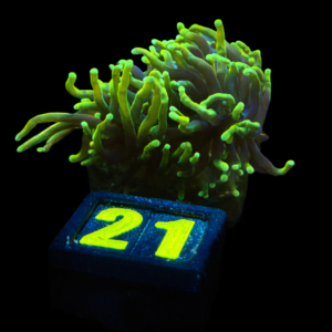 Euphyllia Glabrescens Torch (2 heads) -WYSIWYG - #21