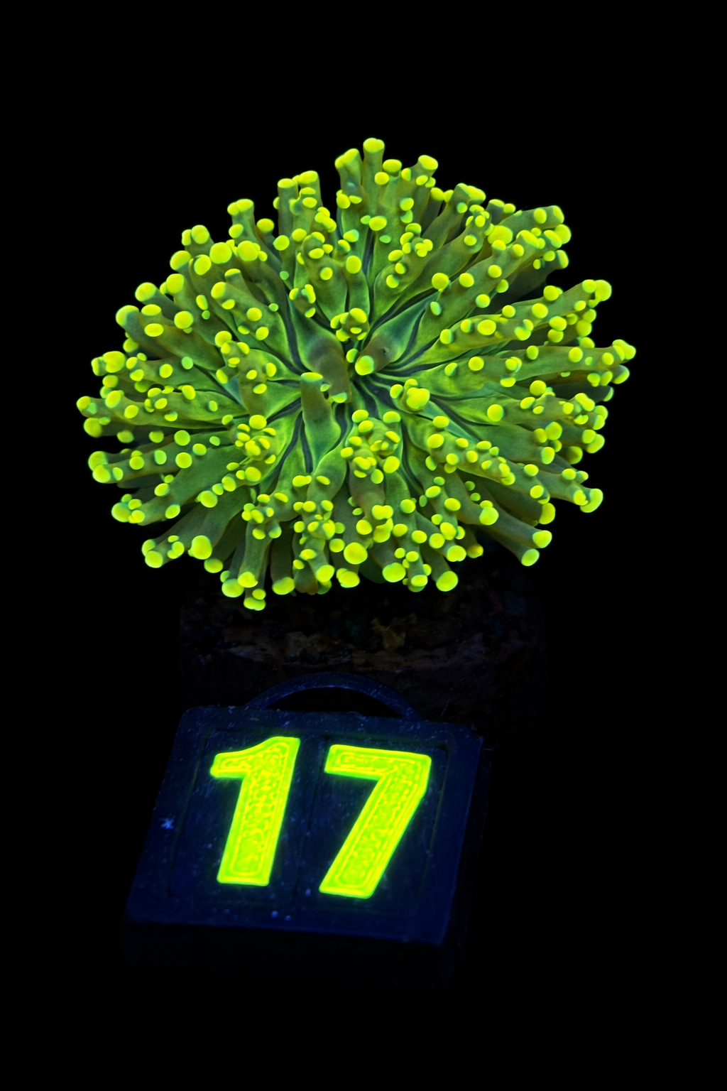 Euphyllia Yaeyamaensis Yellow (1 head) - WYSIWYG - #17 - imagine 3