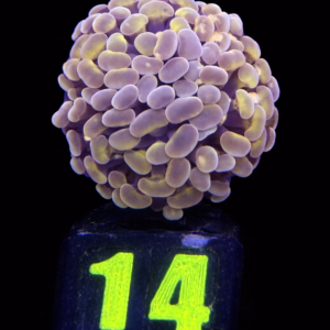 Euphyllia Paraancora Hammer Gold Rose (1 head) - WYSIWYG - #14