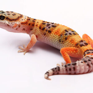 Eublepharis macularius - Gecko leopard