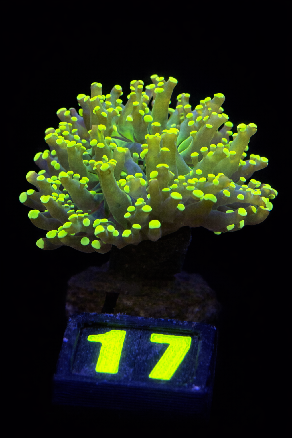 Euphyllia Yaeyamaensis Yellow (1 head) - WYSIWYG - #17 - imagine 2