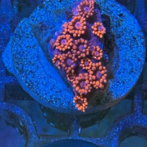 Goniopora Red - WYSIWYG - #7
