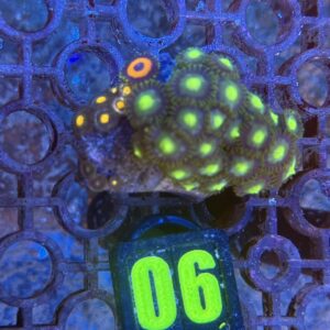 Zoanthus Sp Mix - WYSIWYG - #6