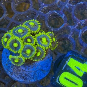 Zoanthus Blueberry Pie - WYSIWYG - #4