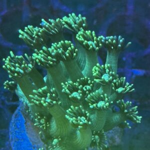 Goniopora Green - WYSIWYG - #9