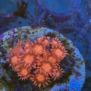 Goniopora Red - WYSIWYG - #15