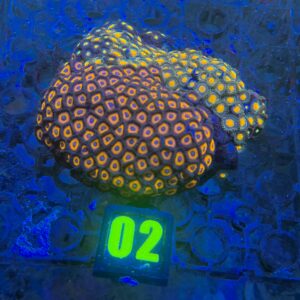 Zoanthus Garden - WYSIWYG - #2