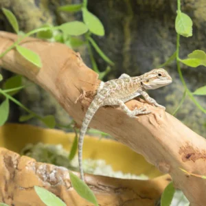 Pogona Vitticeps - Agama cu barba (Bearded Dragon)